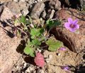 Erodium texanum