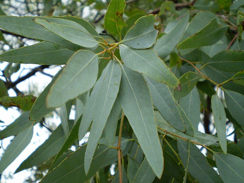 File:Eucalyptus staigeriana leaf.jpg