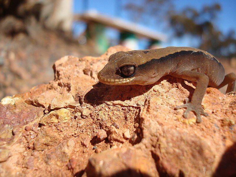 File:Fingals gecko.jpg