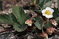 Virginia strawberry (Fragaria virginiana)