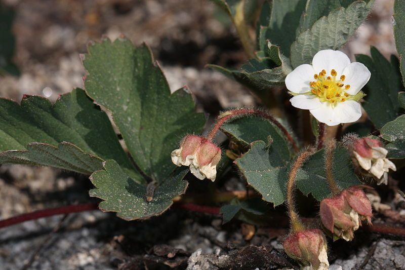 File:Fragaria virginiana 3128.JPG