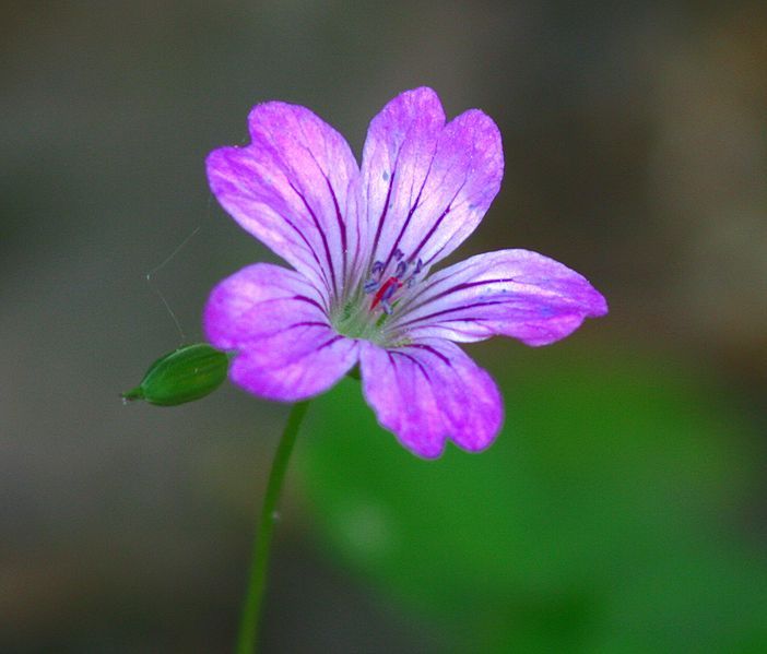 File:Geranium nodosum ENBLA03.jpeg