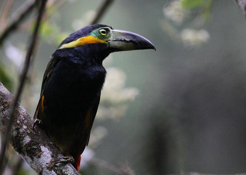 File:Golden-collared Toucanet.jpg