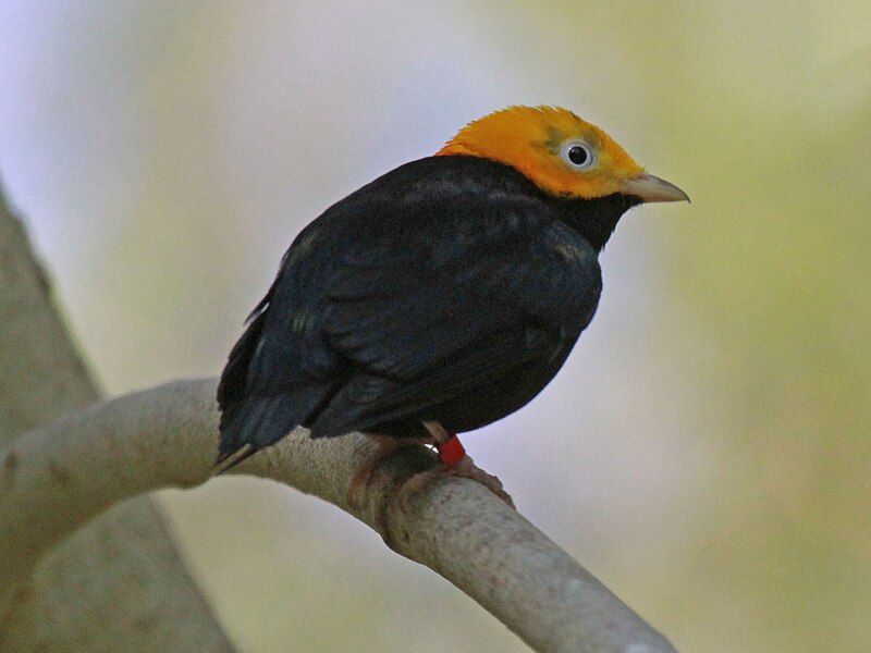 File:Golden-headed Manakin RWD.jpg