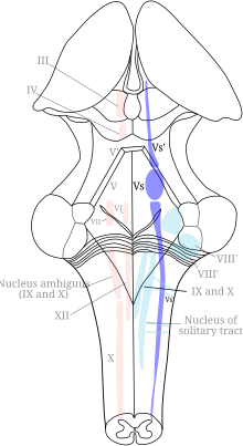 Diagram of the brainstem