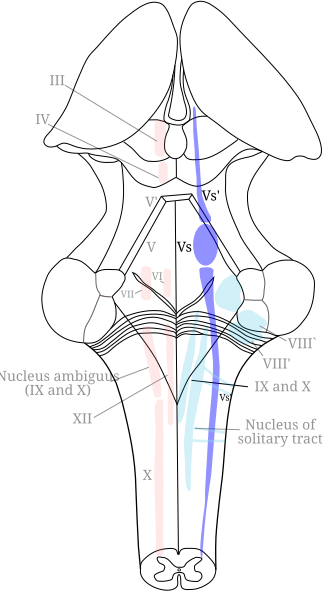 File:Gray696 Trigeminal.svg