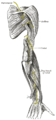 The suprascapular, axillary, and radial nerves.