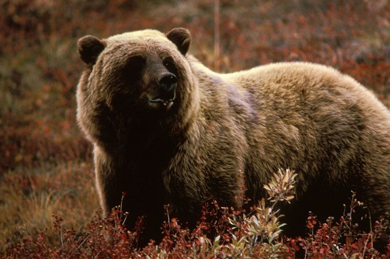 File:Grizzlybear55.jpg