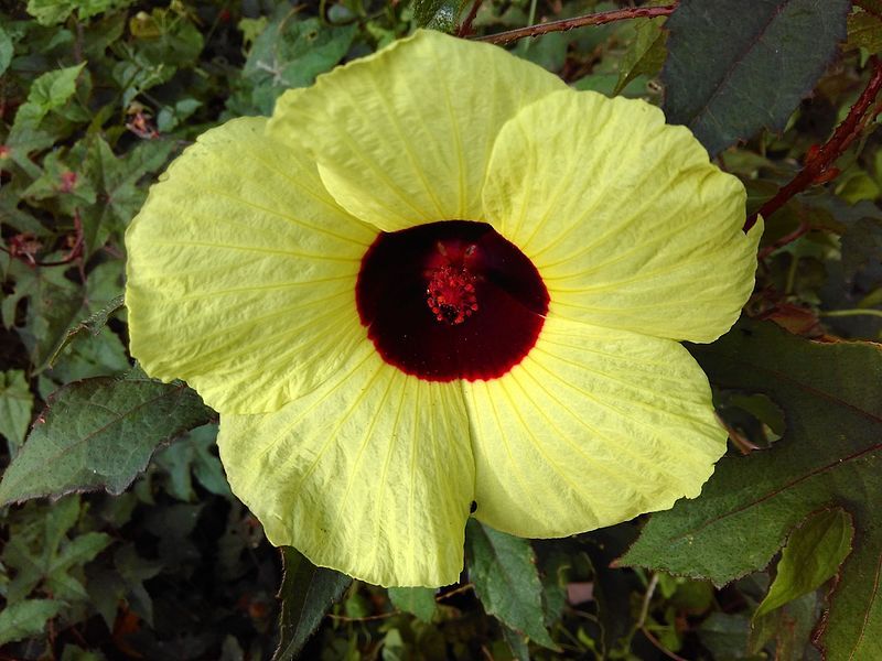 File:Hibiscus Hispidissimus.jpg