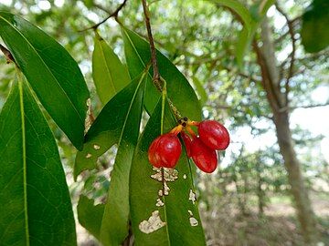 Fruit