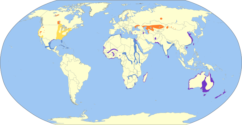 File:Hydroprogne caspia map.svg