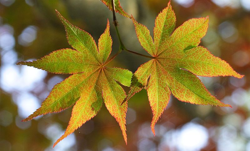 File:Japanese maple leaves.jpg