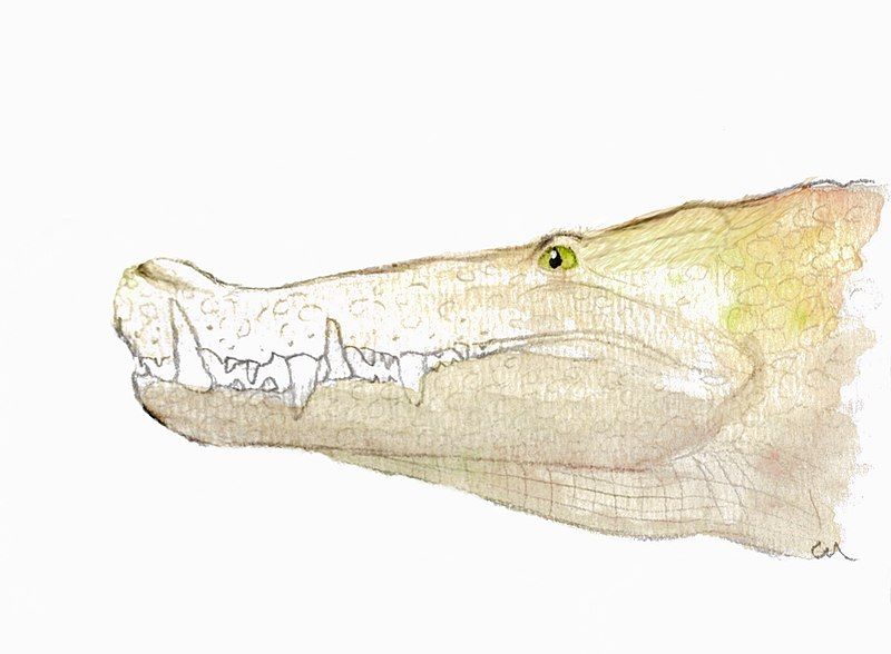 File:Kaprosuchus head.jpg