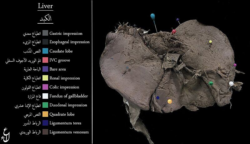 File:Labeled Human liver.jpg