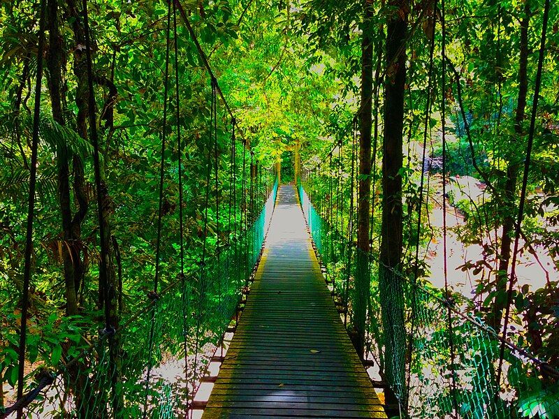 File:Lambir-Hills-National Park-Canopy-Walkway.jpg