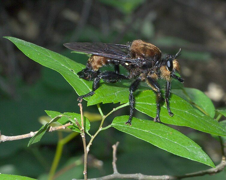 File:Laphria lata P1440634a.jpg