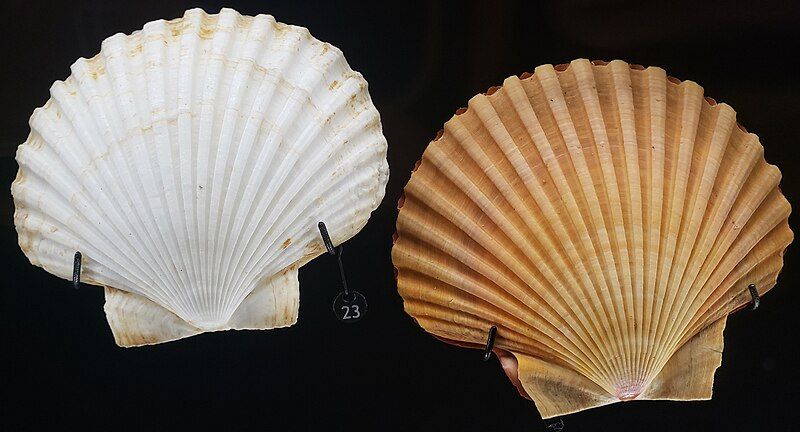 File:Leopecten diegensis albino.jpg