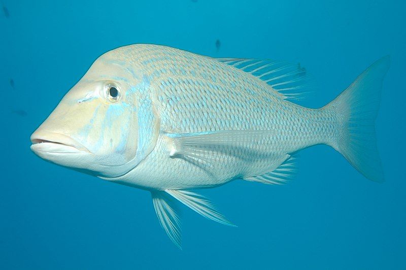 File:Lethrinus olivaceus.jpg