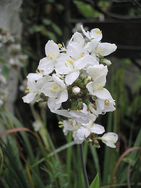 File:Libertia grandiflora.JPG