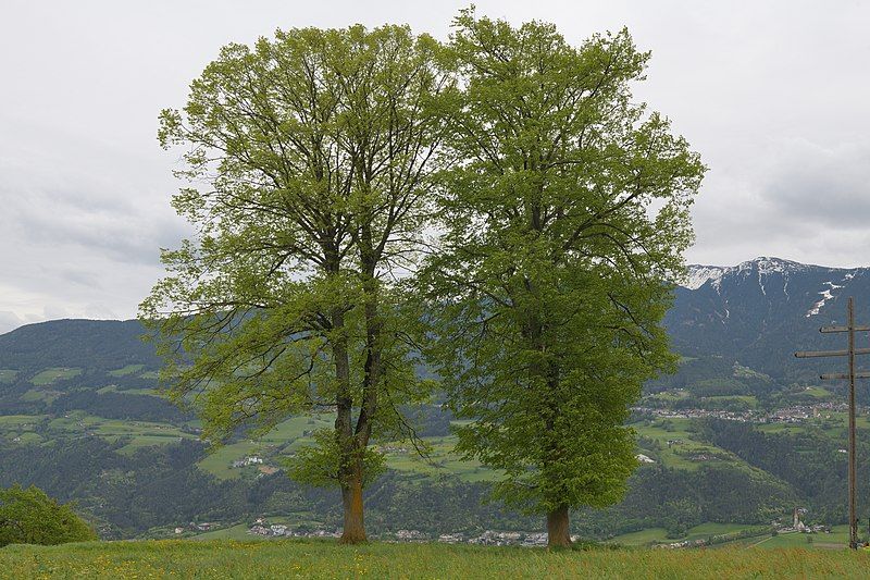 File:Linden Pinzagen Brixen.jpg