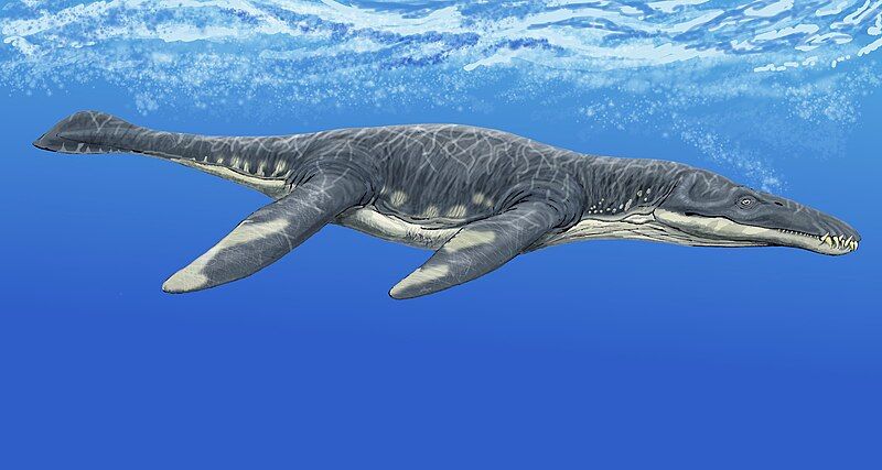 File:Liopleurodon after Tarlo.jpg