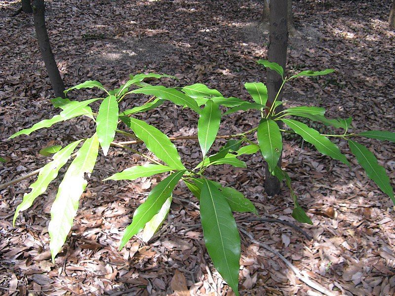 File:Machilus japonica2.jpg