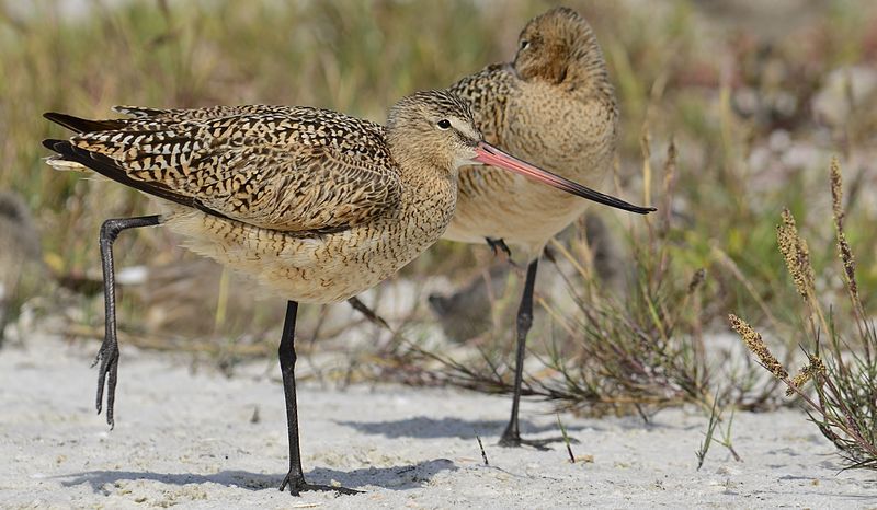 File:Marbled Godwit stretch.JPG