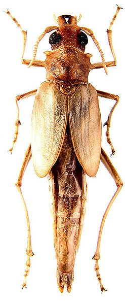 File:Microarthron komarowi female.jpg