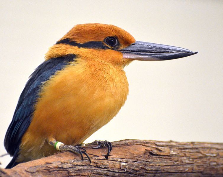 File:Micronesian Kingfisher 1644.jpg