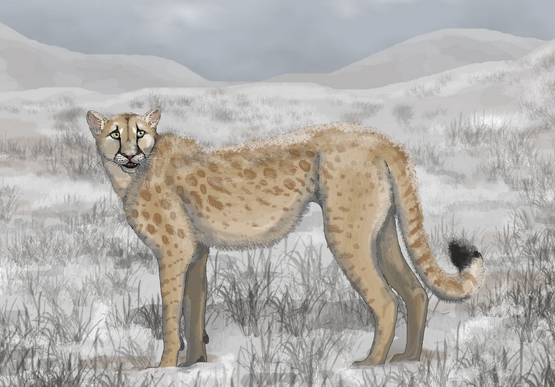 File:Miracinonyx (american cheetah).png