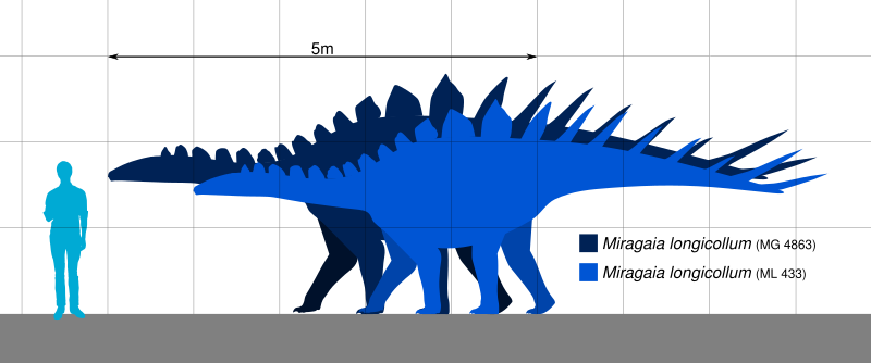 File:Miragaia longicollum Scale.svg