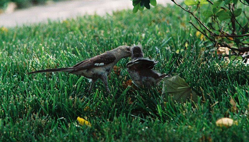 File:Mockingbird Feeding Chick024.jpg