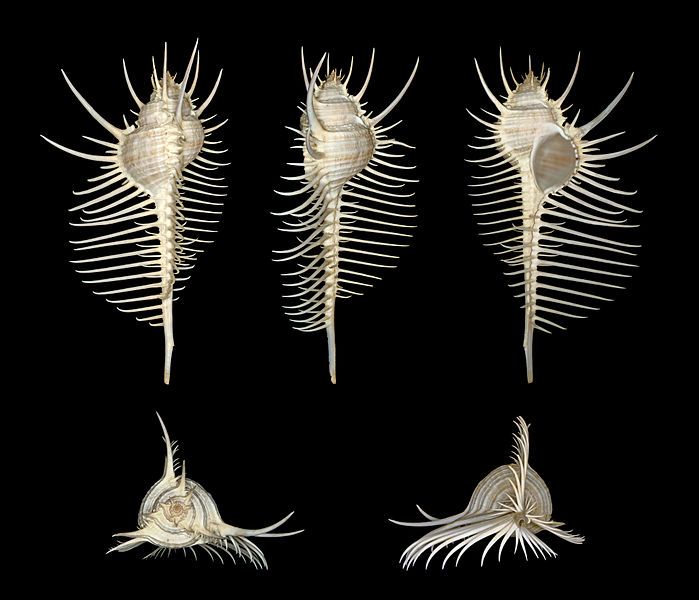 File:Murex pecten 001.JPG