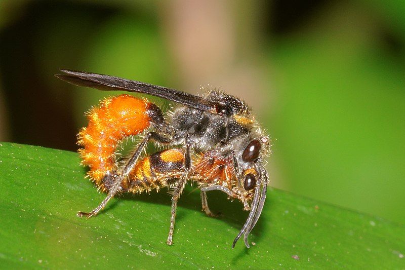 File:Mutillidae-Kadavoor-2016-07-26-001.jpg