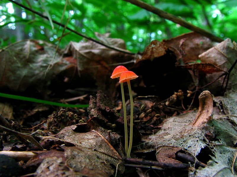 File:Mycena acicula 48296.jpg