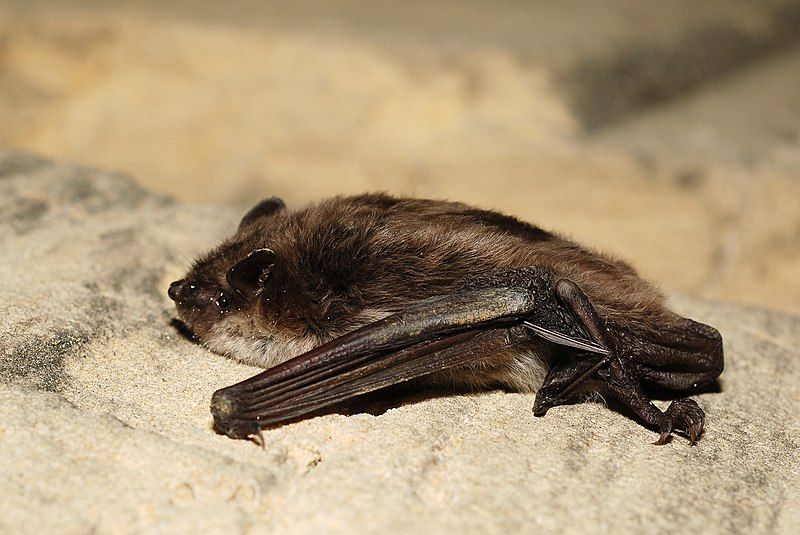 File:Myotis dasycneme (3911428725).jpg