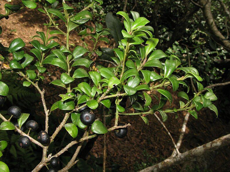 File:Myrsine alyxifolia5.jpg