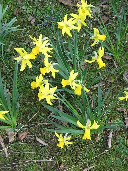 File:Narcissus February Gold01.jpg