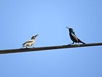 Pair in south Hebron, West Bank