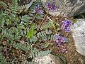 Oxytropis jacquinii