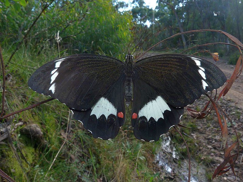 File:Papilio aegeus 2.jpg