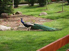 One of the zoo's peacocks, which roam freely within the zoo grounds.