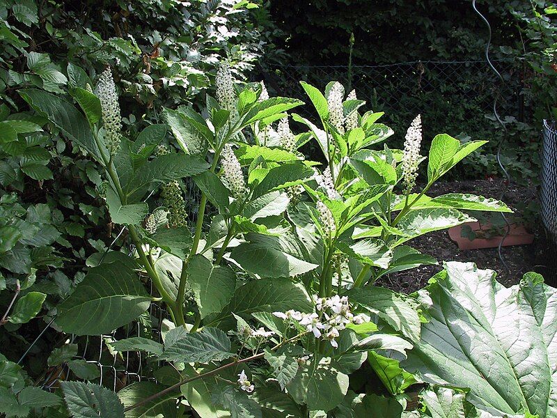 File:Phytolacca esculenta20060624.JPG