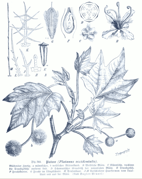 File:Platanus occidentalis GS344.png