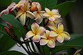 Plumeria 'Lei Rainbow'