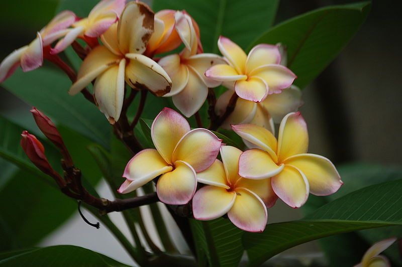 File:Plumeria Lei Rainbow.JPG