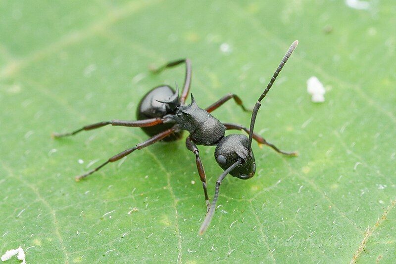 File:Polyrhachis moesta.jpg