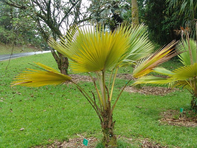 File:Pritchardia hardyi.jpg