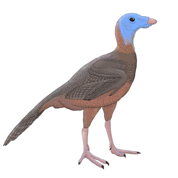 File:Protarchaeopteryx-reconstruction.png