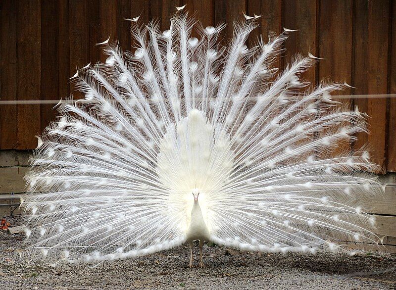 File:Proud white peacock.JPG